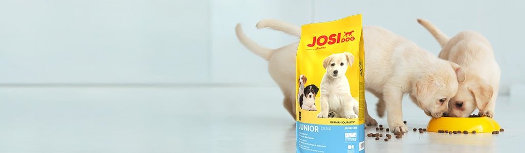 pt banner dog 1 opt