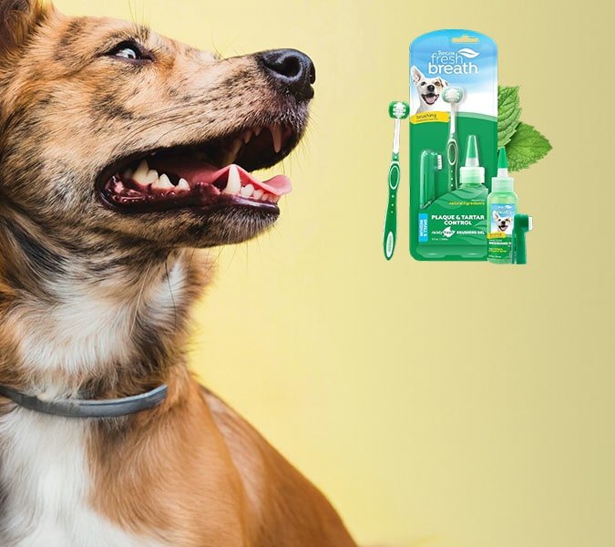 pt banner dog 3 opt