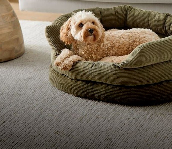pt banner dog 4 opt